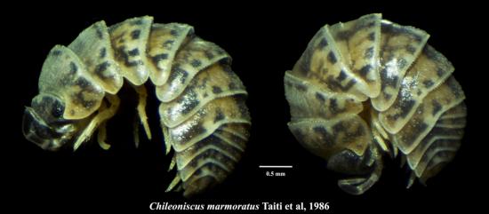 Chileoniscus marmoratus Taiti et al., 1986, ejemplar hembra extendido (izquierda) y conglobado (derecha).