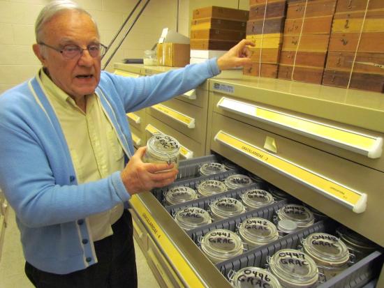 Conservación en húmedo de muestras de estados inmaduros de la familia Gracillariidae, uno de los grupos estudiado por el Dr. Davis.