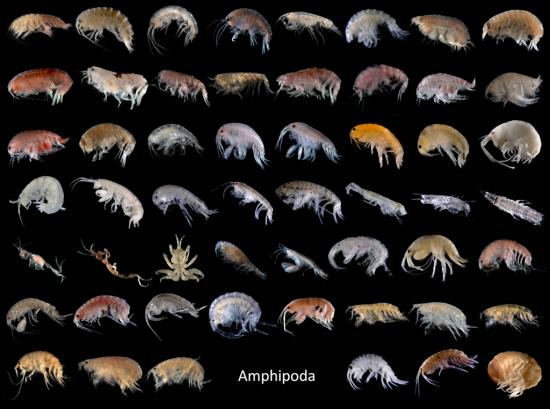 Diversidad de especies del orden Amphipoda. Foto: https://goo.gl/QXwWlD