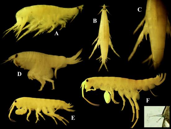 Nuevas especies de anfípodos descubiertas en la expedición al norte. A. Eudevenopus sp. en vista lateral. B. Eudevenopus sp. en vista dorsal. C. detalle del diente en la base del último pereópodo. D. Pseudfoxiphalus cf. setosus. E. Eorchestia sp. y F. Ta