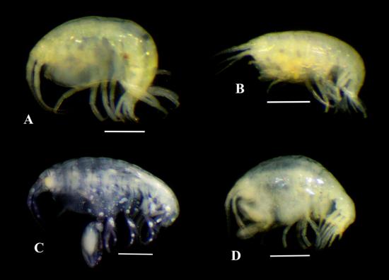 Un macho (A) y una hembra (B) de Stenothoe georgiana, y un macho (C) y hembra (D) de Stenothoe valida. Las escalas representan 1 mm de longitud.   