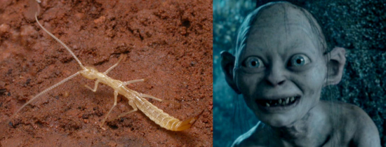 Gollumjapyx smeagol, un insecto subterráneo bautizado como la criatura del Señor de los Anillos.