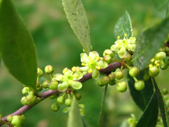 Flores de Maytenus boaria (foto: Jaime Acevedo).