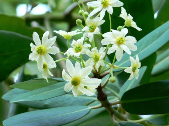 Flores del canelo.