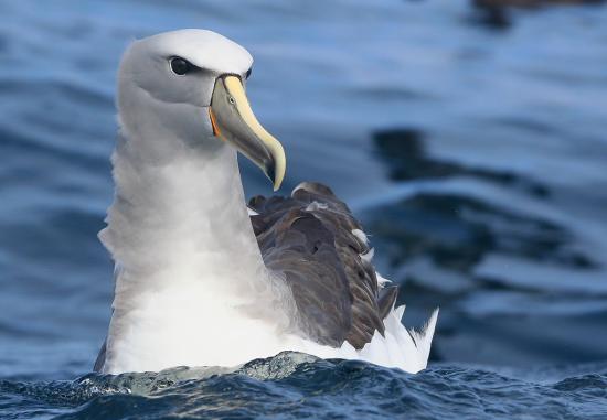 Albatros de Salvin (Thalassarche salvini), (Foto: Pablo Caceres Contreras, CC)