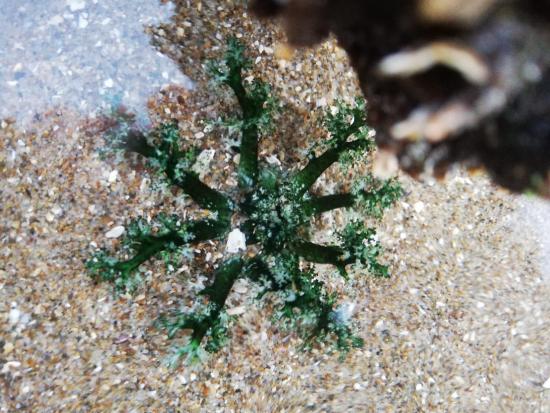 Tentáculos extendidos del pepino de mar de importancia comercial que habita en las costas de Chile, Athyonidium chilensis. Estas estructuras le sirven para capturar su alimento y como mecanismo de defensa.