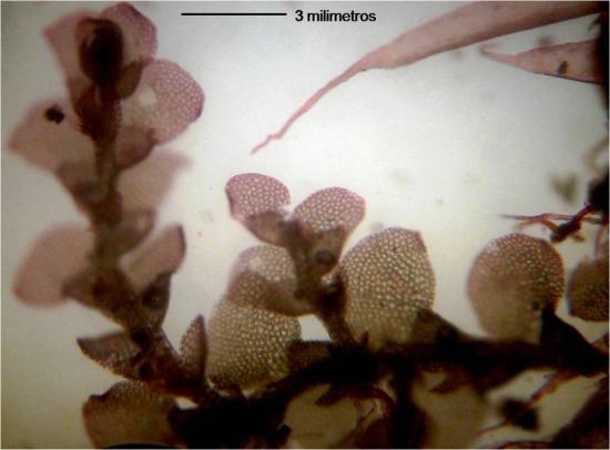 Hepáticas foliosas de la familia Lejeunaceae recolectadas en el Juan Fernández. Esta familia botanica contiene varios endemismos.