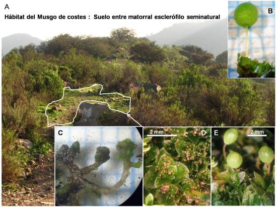 A) Hábitat de Costesia B) Muestreo de Costesia en terreno C) Gametofitos hidratados bajo lupa 30X D) Relación de tamaño E) Comunidad donde habita Costesia en suelo