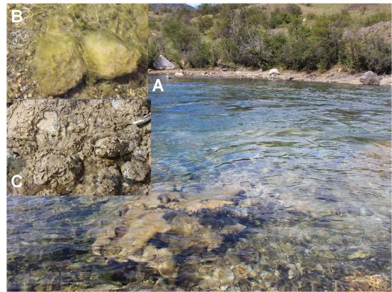 A) Vista del Rio Cochrane y de conglomerados de D. gemmata bajo la superficie. B) Aspecto Hidratada. C) Aspecto Desecada.