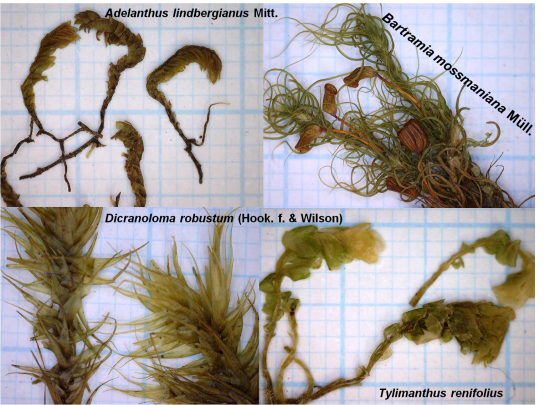 Musgos y hepáticas en bosques de Nothofagus de costa y montaña de Tierra del Fuego.