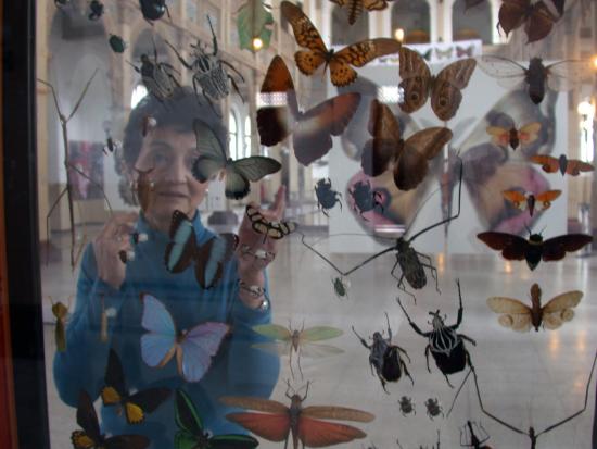 Fresia sorprendida en el Salón Central del Museo examinando el contenido de una vitrina de insectos, en la exposición Micra (2012).