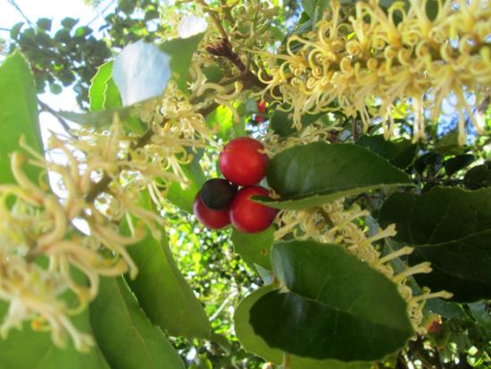 Gevuina avellana. Flores y fruto (Foto: Gloria Rojas).