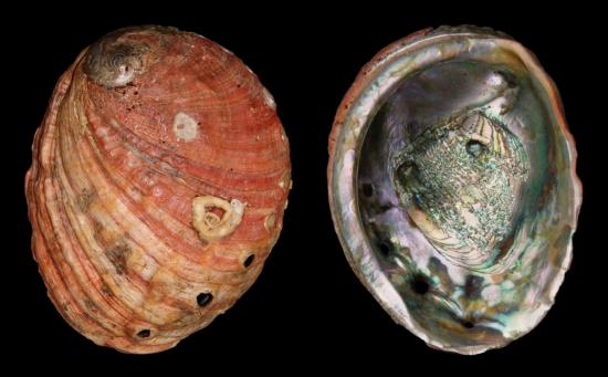 Haliotis rufescens, abalones rojos.