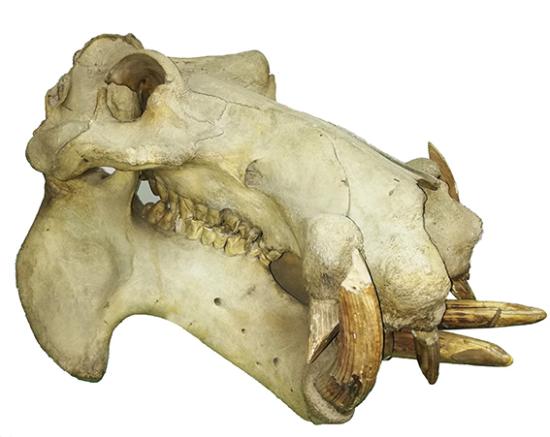 Cráneo de Hipopótamo original existente en la colección de mamíferos del Área Zoología de Vertebrados del Museo.