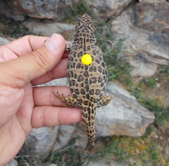 L. Leopardinus chica