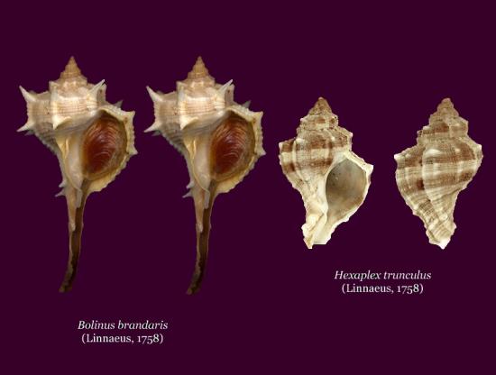 Bolimus brandaris y Hexaplex trunculus