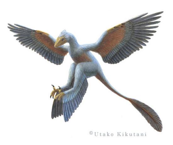 Microraptor tetráptero, según Utako Kikutani.