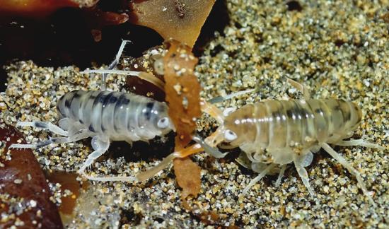 Pareja de Orchestoidea tuberculata (hembra a la izquierda y macho a la derecha).