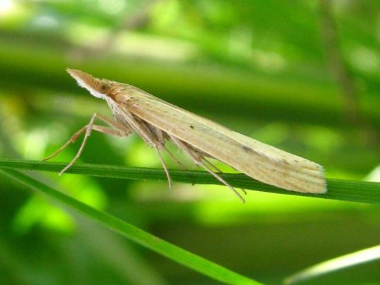 Polilla de la familia Crambidae.