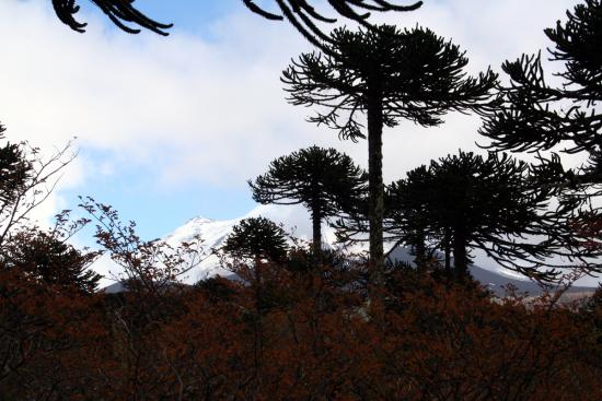 Pehuenes en el Parque Nacional Conguillio (Foto: Gloria Rojas).