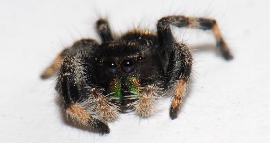 Phidippus regius C. L. Koch, 1846, especie distribuida en Estados Unidos de Norteamérica y el Caribe, introducida a Rapa Nui (Fotografía D. Cotoras).