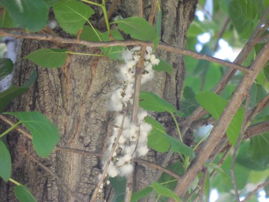 Populus deltoides. Foto, Paula García