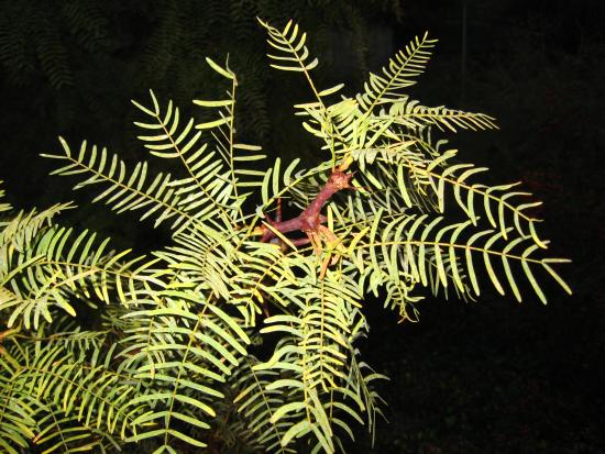 Prosopis chilensis. (Foto: Jaime Acevedo Romero)