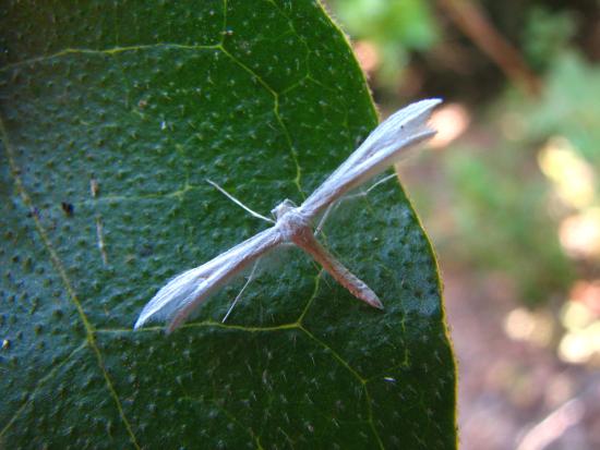 Pterophoridae en reposo.