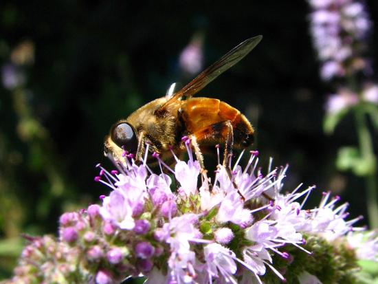 “Mosca abeja”, Eristalis tenax (Diptera: Syrphidae).