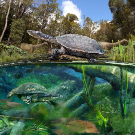 Reconstrucción de la apariencia en vida de la tortuga hallada en el Valle de las Chinas, cf. Yaminuechelys. Ilustración: Mauricio Álvarez.