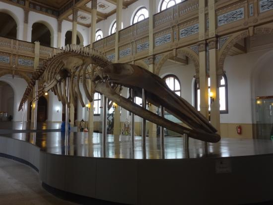 Ballenas en el museo