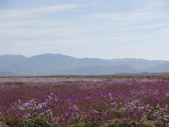 Cerca de la carretera, camino perpendicular (Foto G. Rojas)