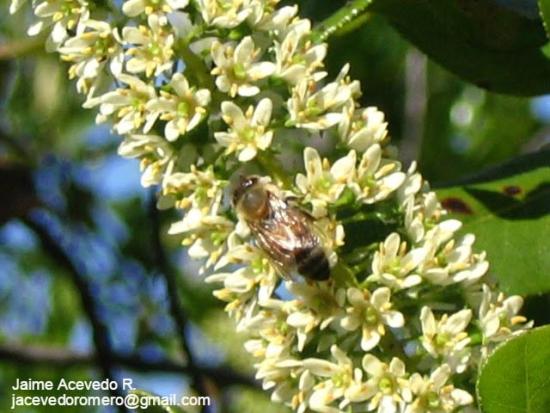 Flor de Escallonia pulverulenta