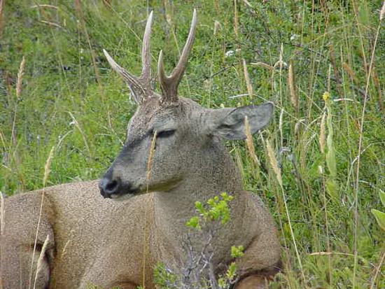 Huemul, Hippocamelus bisulcus