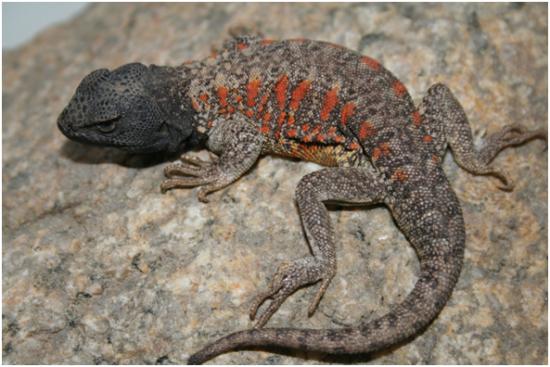 Liolaemus nigriceps, cuyos colores obedecen a la presencia de los cromatóforos, melanóforos en el caso de la cabeza y eritróforos en el caso de las manchas del dorso.