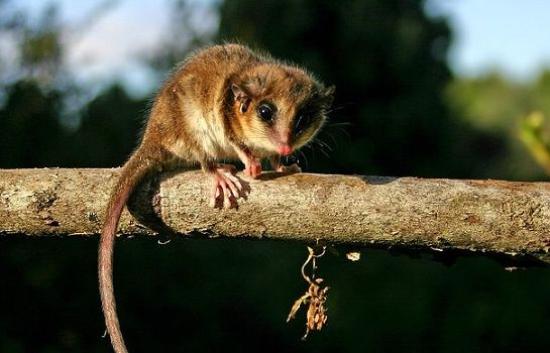 Especimenes de Monito del monte (Dromiciops gliroides) en las colecciones del MNHN.