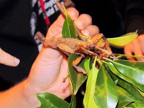 Insecto palo (Extatosoma tiaratum)