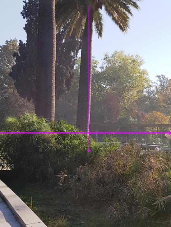 Vista del ejemplar aludido. La línea horizontal es una proyección de la superficie, y la vertical está perpendicular a la primera. La diferencia entre esa línea y la desviación del fuste es evidente.