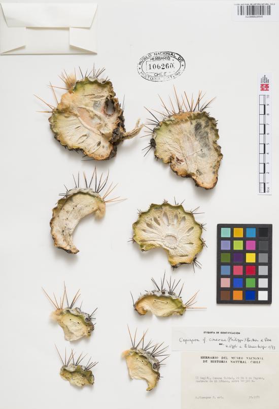 Imagen del cactus Copiapoa cinerea var. cinerea (SGO 106260)