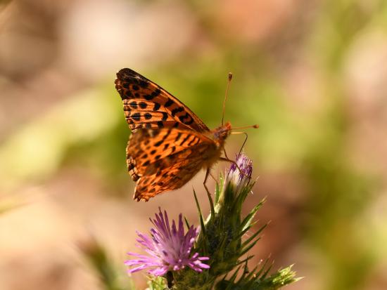 Yramea cytheris alimentándose.