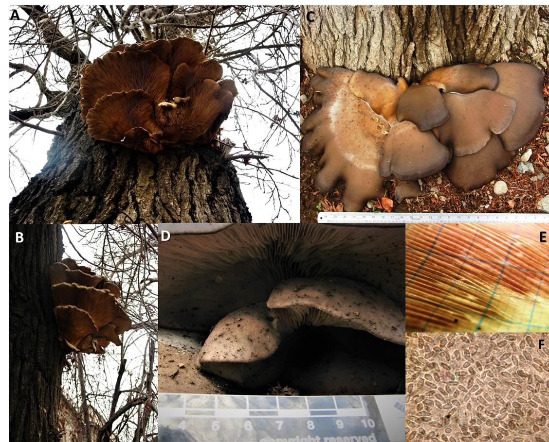 Lluvias y hongos que habitan troncos de árboles en la Quinta Normal | Museo  Nacional de Historia Natural