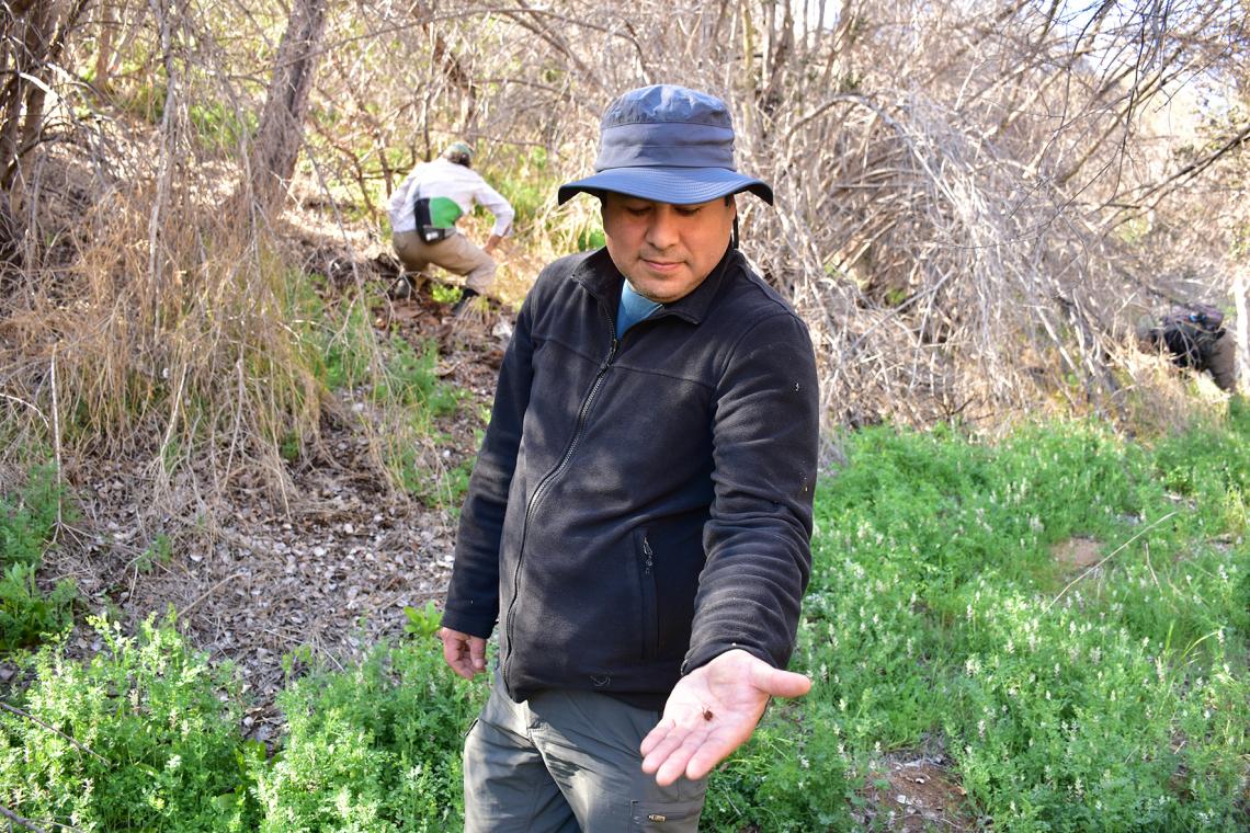 Figura 1: Francisco Urra, investigador del Área de Entomología del MNHN, mostrando un opilión encontrado por él en la Quebrada de Maquehua (Curacaví, Región Metropolitana). El Opilión, que corresponde a una hembra, es el primer registro del género Parabalta para esta zona; sin embargo, hasta ahora no ha sido posible determinar a qué especie pertenece, pues la taxonomía del grupo se basa en características de los machos. Nótese la importante degradación del hábitat producto de la crisis hídrica que afecta al