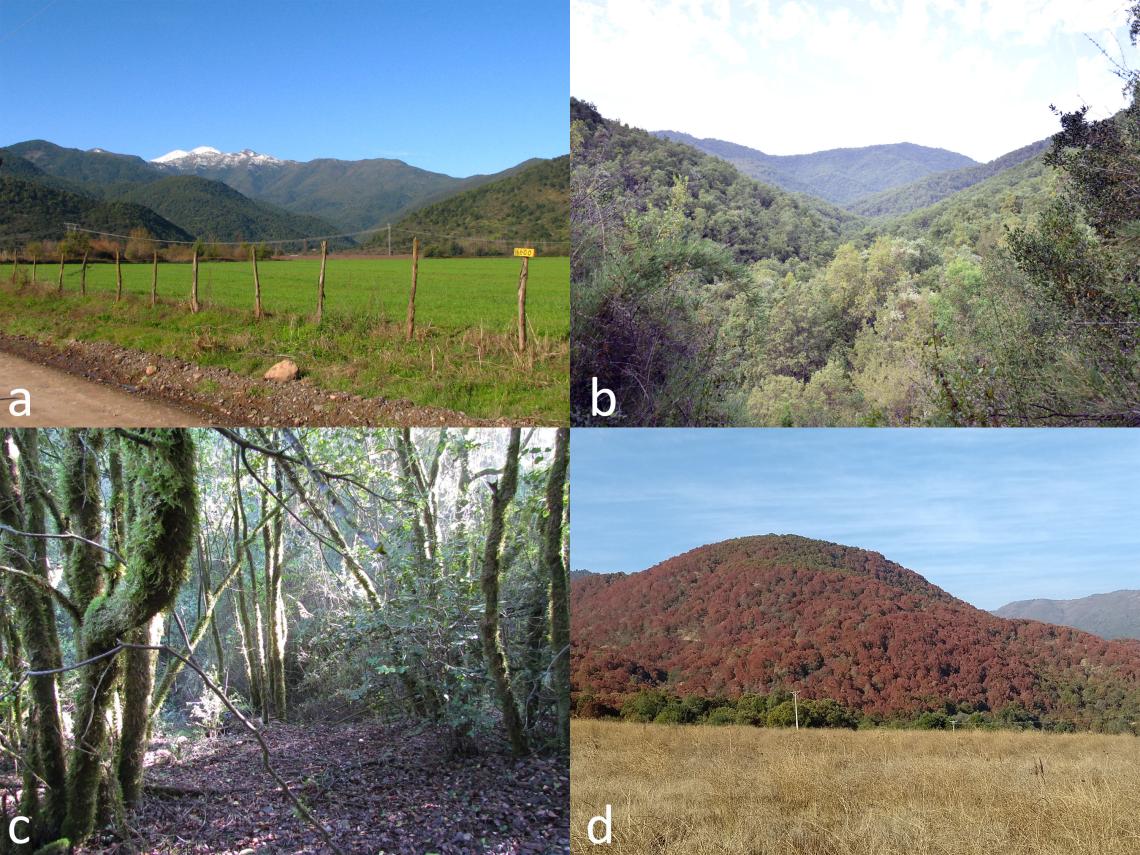 Figura 2. Quebrada El sauce, Chimbarongo. Vista desde ruta I-85-J (a), bosque esclerófilo (b), bajo el dosel del bosque (c), loma con peumos y boldos secos en 2021 (d). Figura 2. Quebrada El sauce, Chimbarongo. Vista desde ruta I-85-J (a), bosque esclerófilo (b), bajo el dosel del bosque (c), loma con peumos y boldos secos en 2021 (d).