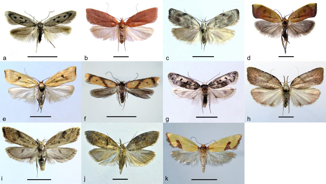 Figura 3. Especies de lepidópteros descritas del área de estudio. Oecophoridae: Aidabella quadrimacula (a), Alynda gnathusgrandis (b), Corita attenboroughi (c), Dita palmai (d), Dita morani (e), Gildita luteonigra (f), Glorita colchahuensis (g); Depressariidae: Betsabella rosacea (h); Autostichidae: Eraina stilifera (i); Copromorphidae: Garzina pleurolopha (j); Tortricidae: Parvulia luteocastanea (k) (escala = 5 mm). Figura 3. Especies de lepidópteros descritas del área de estudio. Oecophoridae: Aidabella quadrimacula (a), Alynda gnathusgrandis (b), Corita attenboroughi (c), Dita palmai (d), Dita morani (e), Gildita luteonigra (f), Glorita colchahuensis (g); Depressariidae: Betsabella rosacea (h); Autostichidae: Eraina stilifera (i); Copromorphidae: Garzina pleurolopha (j); Tortricidae: Parvulia luteocastanea (k) (escala = 5 mm).