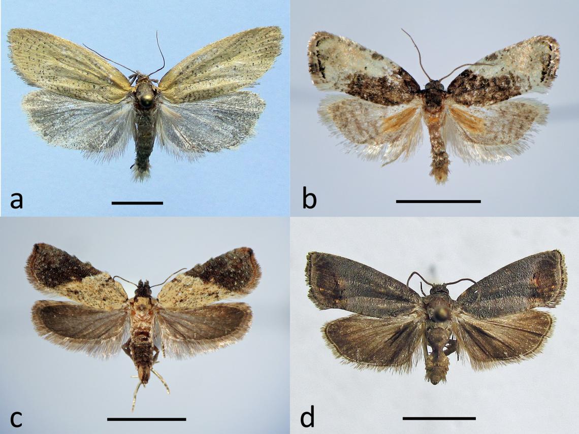 Figura 5. Algunas especies de Tortricidae presentes en la zona de estudio. Proeulia leonina (a), Ptychocroca galenia (b), Lypothora walsinghamii (c) y Cydia pomonella, una especie introducida (d). Figura 5. Algunas especies de Tortricidae presentes en la zona de estudio. Proeulia leonina (a), Ptychocroca galenia (b), Lypothora walsinghamii (c) y Cydia pomonella, una especie introducida (d).