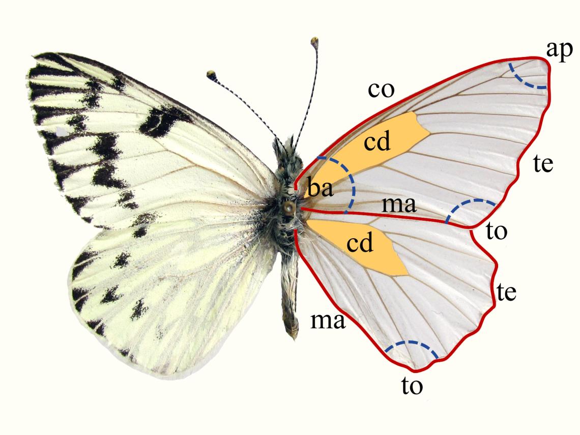 Cómo son las alas de las mariposas? - Guía básica con funciones y usos