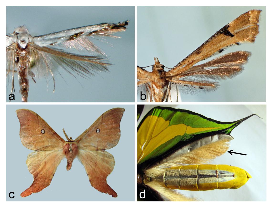 Las alas de los lepidópteros, primera parte: la forma