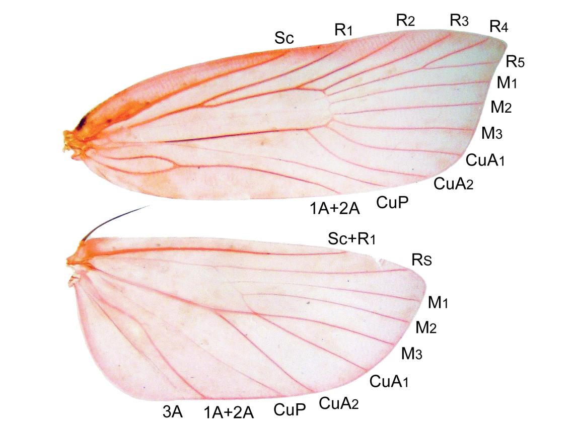 Las alas de los lepidópteros, primera parte: la forma