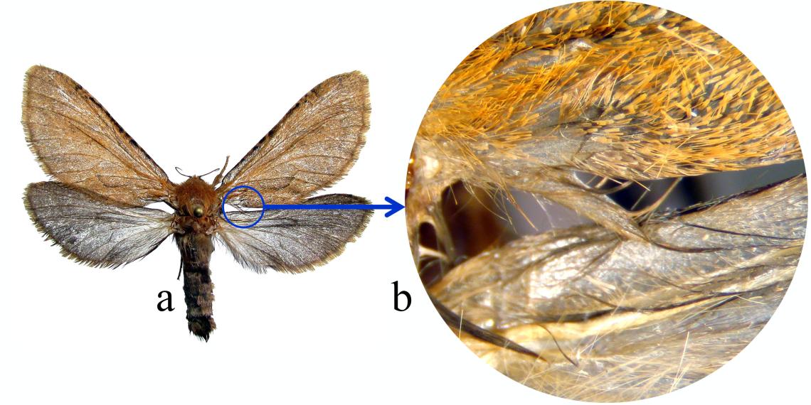 Las escamas de los lepidópteros  Museo Nacional de Historia Natural