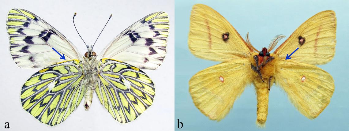 Las escamas de los lepidópteros  Museo Nacional de Historia Natural